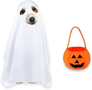 Dog wearing a white ghost sheet costume with eye holes, next to a small pumpkin bag.
