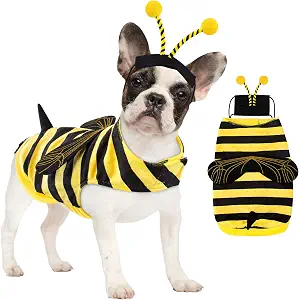 Dog wearing a black and yellow striped bee costume with wings and a matching antenna hat.